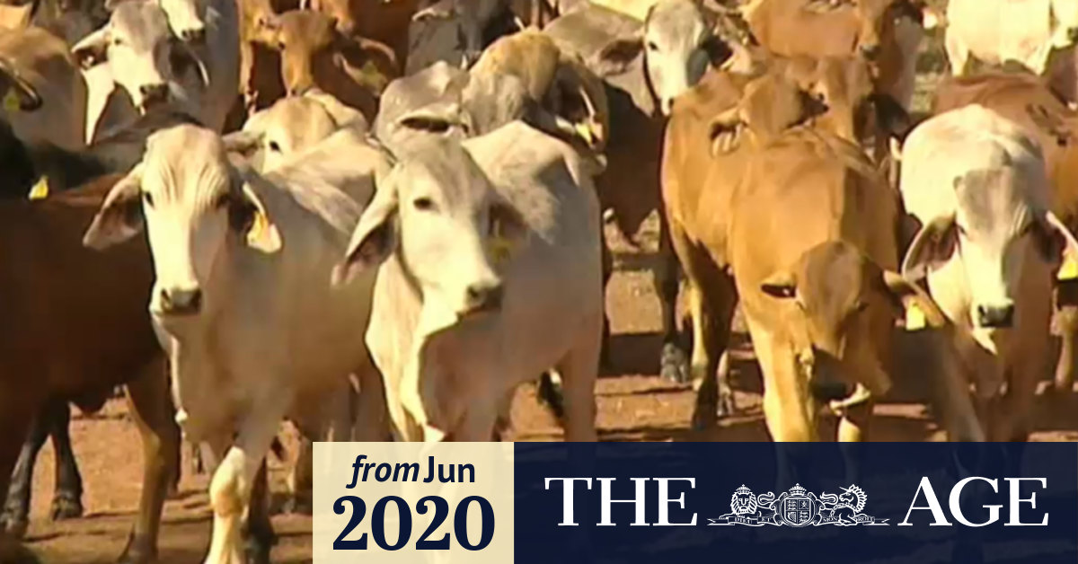 Video Ban on live cattle exports to Indonesia ruled invalid